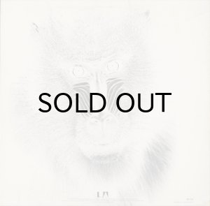 画像2: MANDRILL / DISCO (2)