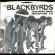 画像1: BLACKBYRDS / SUPERNATURAL FEELING (45's) (PROMO) (PICTURE SLEEVE) (1)